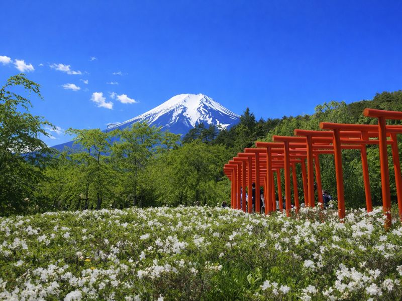 Mt. Fuji & Hakone 1-Day Tour with Bullet Train Return