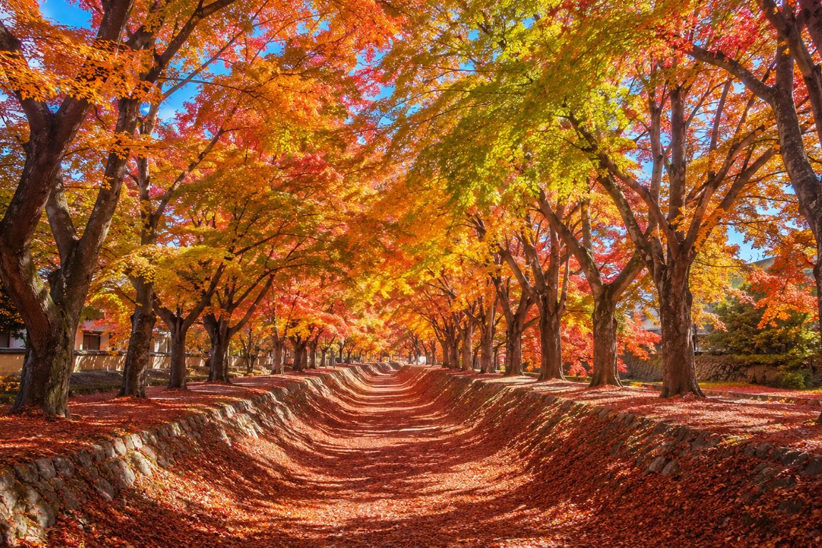 Momiji Corridor with vibrant autumn maple trees and colorful foliage during a Mt. Fuji Tours guided experience with our agency